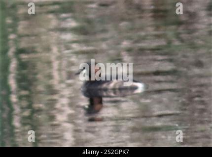 Afrikanischer Little Grebe (Tachybaptus ruficollis capensis) Stockfoto