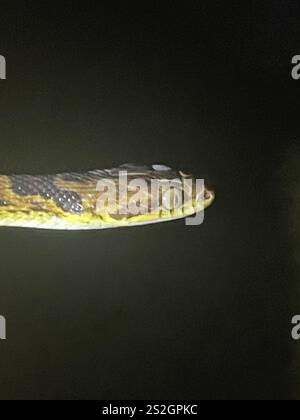 Rautenaugenschlange (Leptodeira rhombifera) Stockfoto
