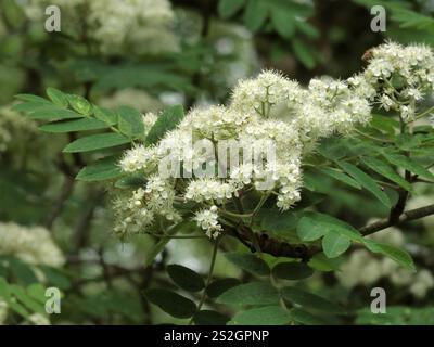 Sorbus aucuparia - Rowan oder Mountain Ash Blossom blüht im Mai, Großbritannien Stockfoto