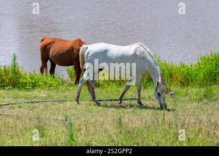 Foto von zwei Pferden, die auf üppig grünem Gras auf einer offenen Wiese in der Nähe einer Süßwasserversorgung im regionalen New South Wales, Australien, weiden. Stockfoto