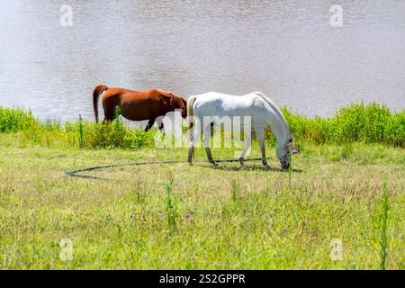 Foto von zwei Pferden, die auf üppig grünem Gras auf einer offenen Wiese in der Nähe einer Süßwasserversorgung im regionalen New South Wales, Australien, weiden. Stockfoto