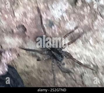 Rustikale Wolfsspinne (Trochosa ruricola) Stockfoto