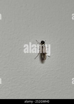 Centurion Fly (Sargus bipunctatus) mit zwei Punkten Stockfoto