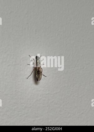 Centurion Fly (Sargus bipunctatus) mit zwei Punkten Stockfoto