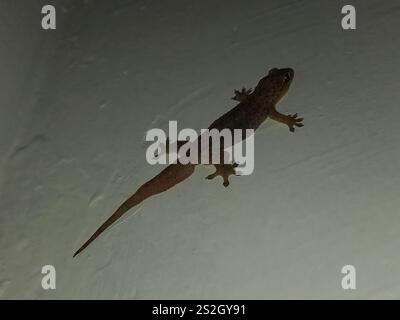 Gecko mit vier Klauen (Gehyra mutilata) Stockfoto