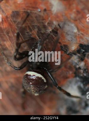 Mediterrane falsche schwarze Witwe (Steatoda paykulliana) Stockfoto