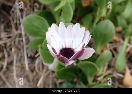 Afrikanische Gänseblümchen (Dimorphotheca fruticosa) Stockfoto