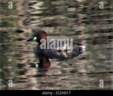 Afrikanischer Little Grebe (Tachybaptus ruficollis capensis) Stockfoto