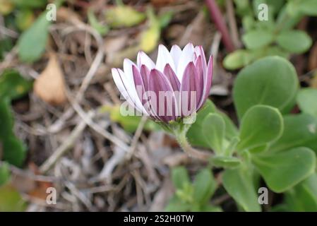Afrikanische Gänseblümchen (Dimorphotheca fruticosa) Stockfoto