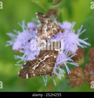 Gefleckte Rüben Webworm Motte (Hymenia perspectalis) Stockfoto