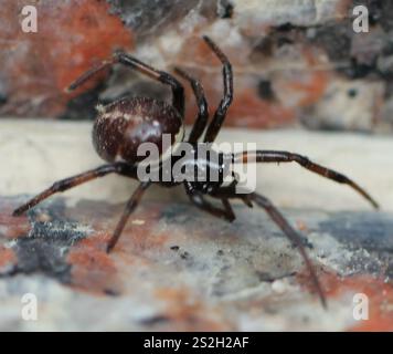 Mediterrane falsche schwarze Witwe (Steatoda paykulliana) Stockfoto