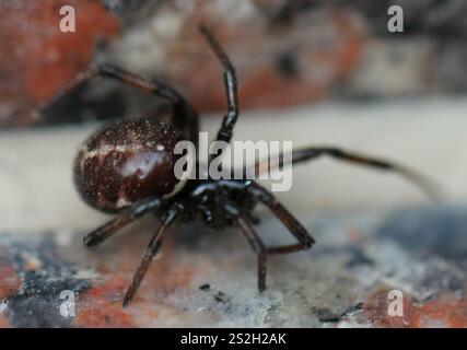 Mediterrane falsche schwarze Witwe (Steatoda paykulliana) Stockfoto