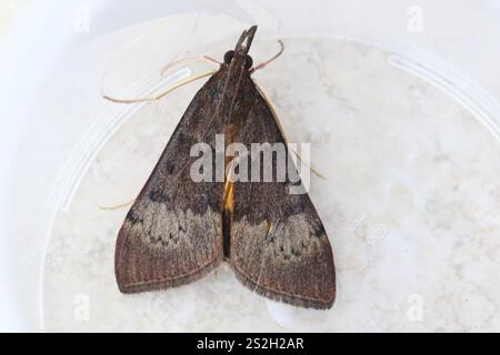 Baum Luzerne Motte (Uresiphita ornithopteralis) Stockfoto