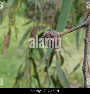 Rote Stringybark (Eukalyptus macrorhyncha) Stockfoto