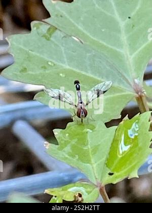 Östliche Bandflügelfliege (Hypocritanus fascipennis) Stockfoto
