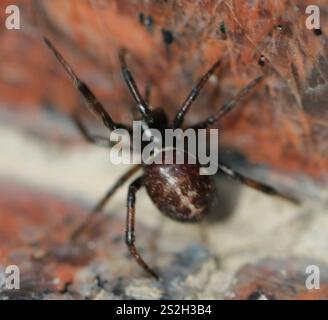 Mediterrane falsche schwarze Witwe (Steatoda paykulliana) Stockfoto
