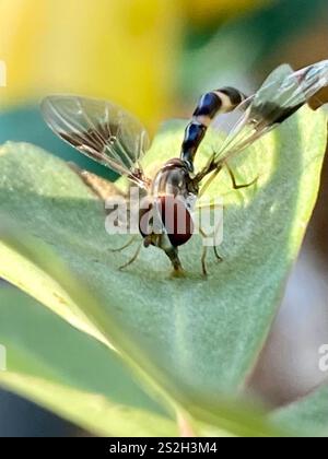 Östliche Bandflügelfliege (Hypocritanus fascipennis) Stockfoto