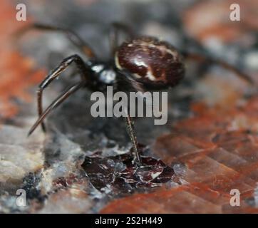 Mediterrane falsche schwarze Witwe (Steatoda paykulliana) Stockfoto