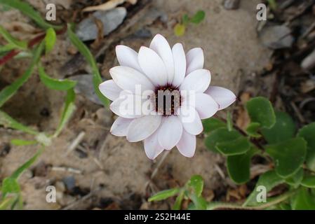 Afrikanische Gänseblümchen (Dimorphotheca fruticosa) Stockfoto