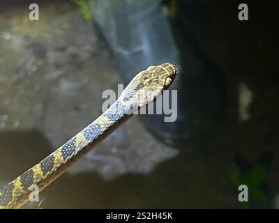 Rautenaugenschlange (Leptodeira rhombifera) Stockfoto
