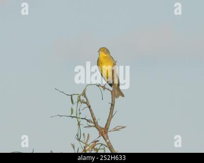 Grünlandgelbfink (Sicalis luteola) Stockfoto