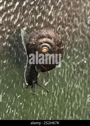 Erdbeerschnecke (Trochulus striolatus) Stockfoto