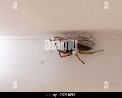 Breiter SAC-Spider (Trachelas tranquillus) Stockfoto
