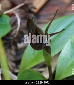 Vogelorchidee (Chiloglottis valida) Stockfoto