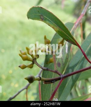 Rote Stringybark (Eukalyptus macrorhyncha) Stockfoto