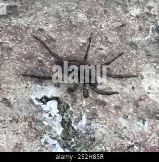 Rustikale Wolfsspinne (Trochosa ruricola) Stockfoto