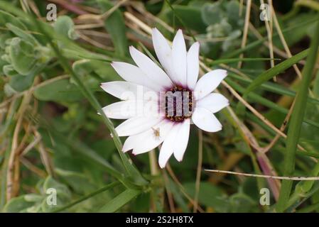 Afrikanische Gänseblümchen (Dimorphotheca fruticosa) Stockfoto