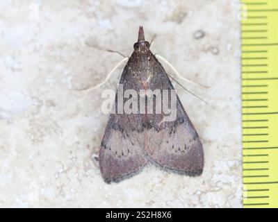 Baum Luzerne Motte (Uresiphita ornithopteralis) Stockfoto