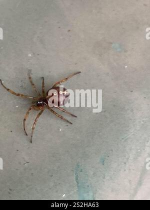 Kaninchenhubspinne (Steatoda bipunctata) Stockfoto