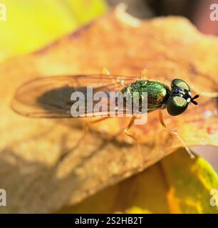 Centurion Fly (Sargus bipunctatus) mit zwei Punkten Stockfoto