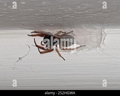 Breiter SAC-Spider (Trachelas tranquillus) Stockfoto
