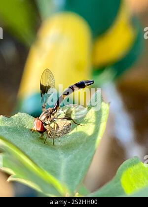 Östliche Bandflügelfliege (Hypocritanus fascipennis) Stockfoto
