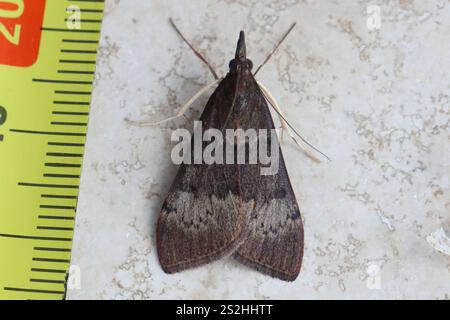 Baum Luzerne Motte (Uresiphita ornithopteralis) Stockfoto