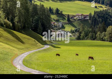 Wenige Kühe fressen Gras auf einer grünen Almwiese, im Hintergrund der europäischen Alpen Stockfoto