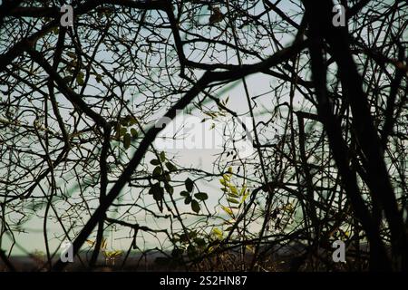 Zweige vor blassblauem Himmel mit hellgrünen Blättern Stockfoto
