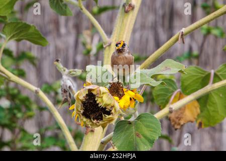 Goldfinken ernähren sich von Bio-Sonnenblumensamen im Gemüsegarten. Colombiers, Occitanie, Frankreich Stockfoto