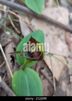 Vogelorchidee (Chiloglottis valida) Stockfoto