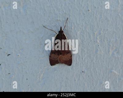 Baum Luzerne Motte (Uresiphita ornithopteralis) Stockfoto