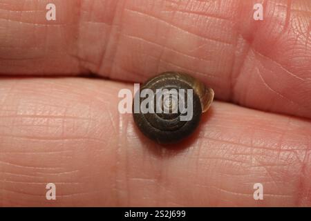 Erdbeerschnecke (Trochulus striolatus) Stockfoto