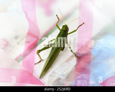 Große grüne Grasshopper (Chondracris rosea) Stockfoto