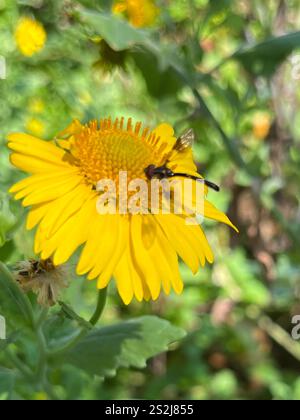 Östliche Bandflügelfliege (Hypocritanus fascipennis) Stockfoto