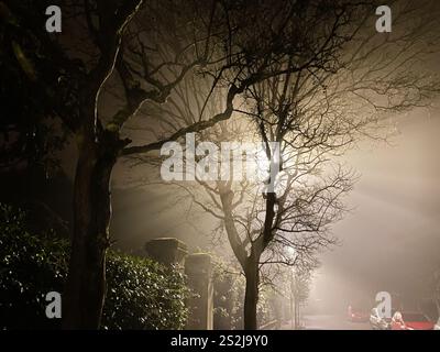 Das Licht der städtischen Laterne wird im Lido di Venezia im Winter von Baumzweigen im Nebel verstreut Stockfoto