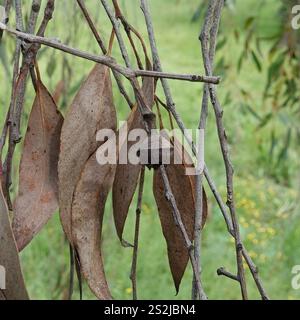 Rote Stringybark (Eukalyptus macrorhyncha) Stockfoto