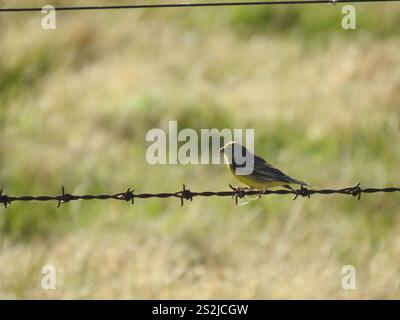 Grünlandgelbfink (Sicalis luteola) Stockfoto