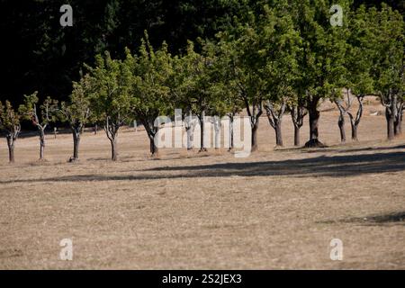 Ein alter Obstgarten in einer trockenen Landschaft Stockfoto