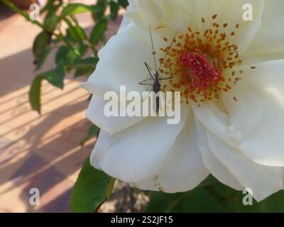 Vierschürzter Käfer (Zelus tetracanthus) Stockfoto